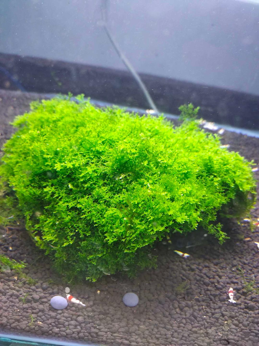 【水草】2020-3-27#RMB拍卖水晶虾缸里的珊瑚莫斯-图2