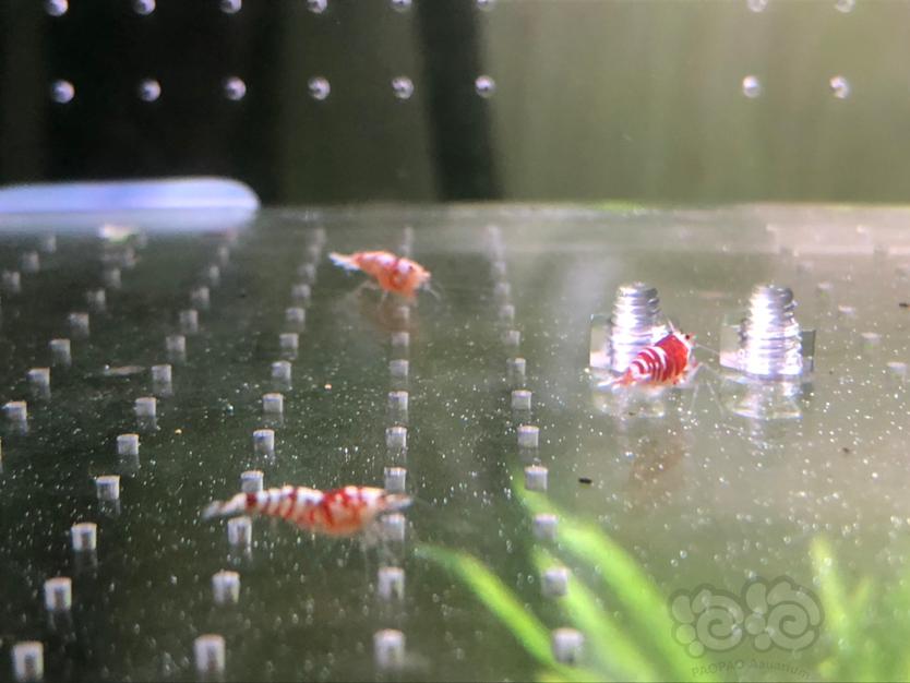【虾】2020-03-26#RMB拍卖红花虎9只-图4