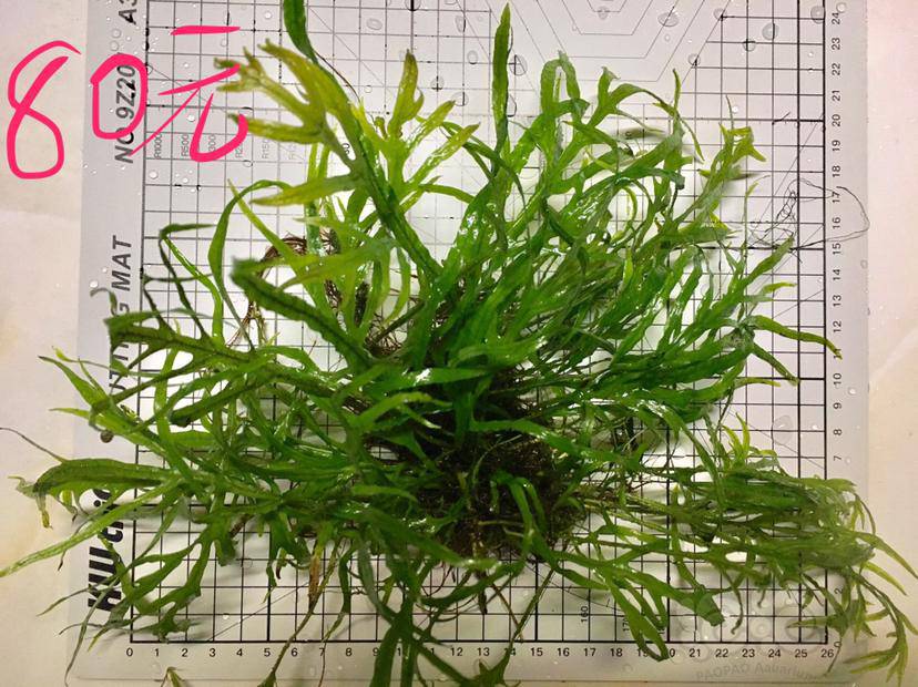 水草交易 出叉叶铁十字铁皇冠包普通快递并免包装费(特殊省份除外)