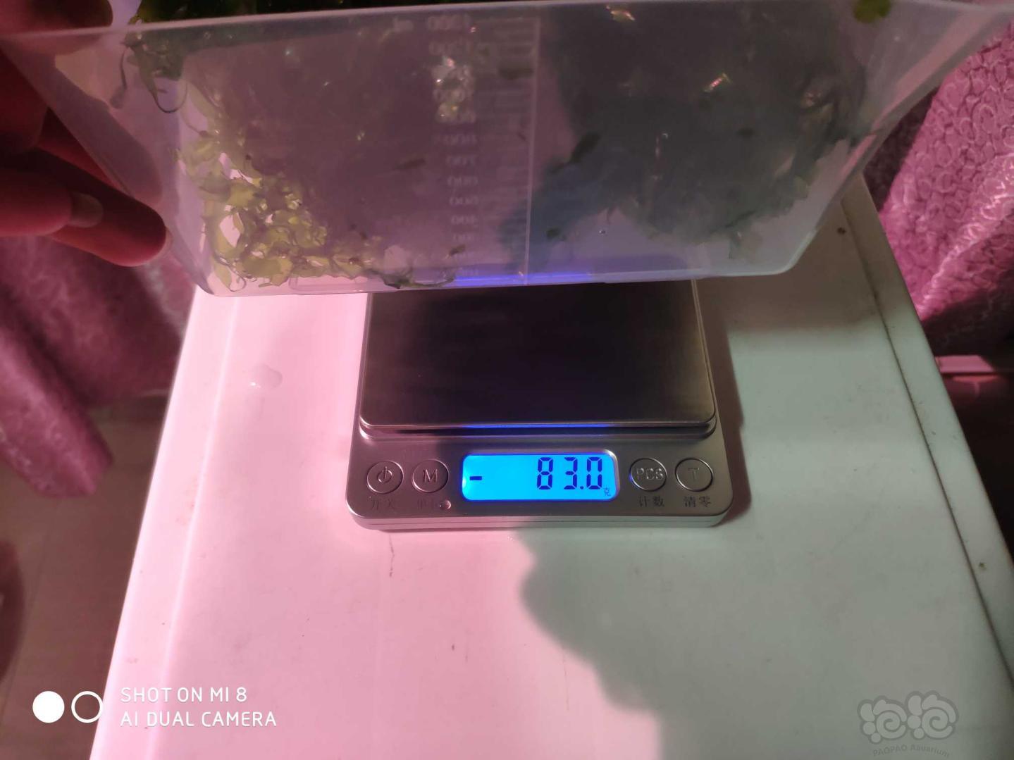 【水草】2020-03-20#RMB拍卖怪蕨莫斯一份100克-图3