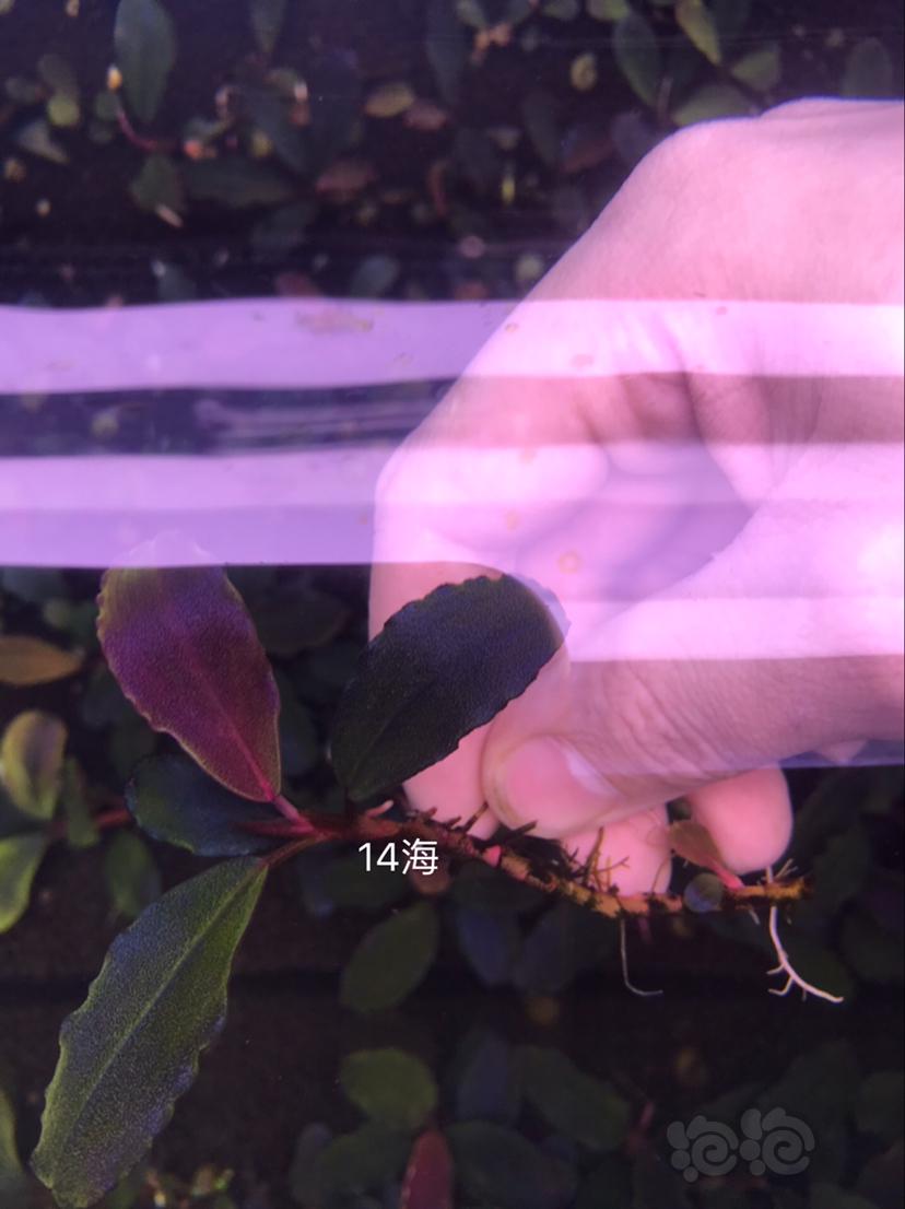 【辣椒榕】北京出售一组海莲娜共9种，送13玉一颗。-图8