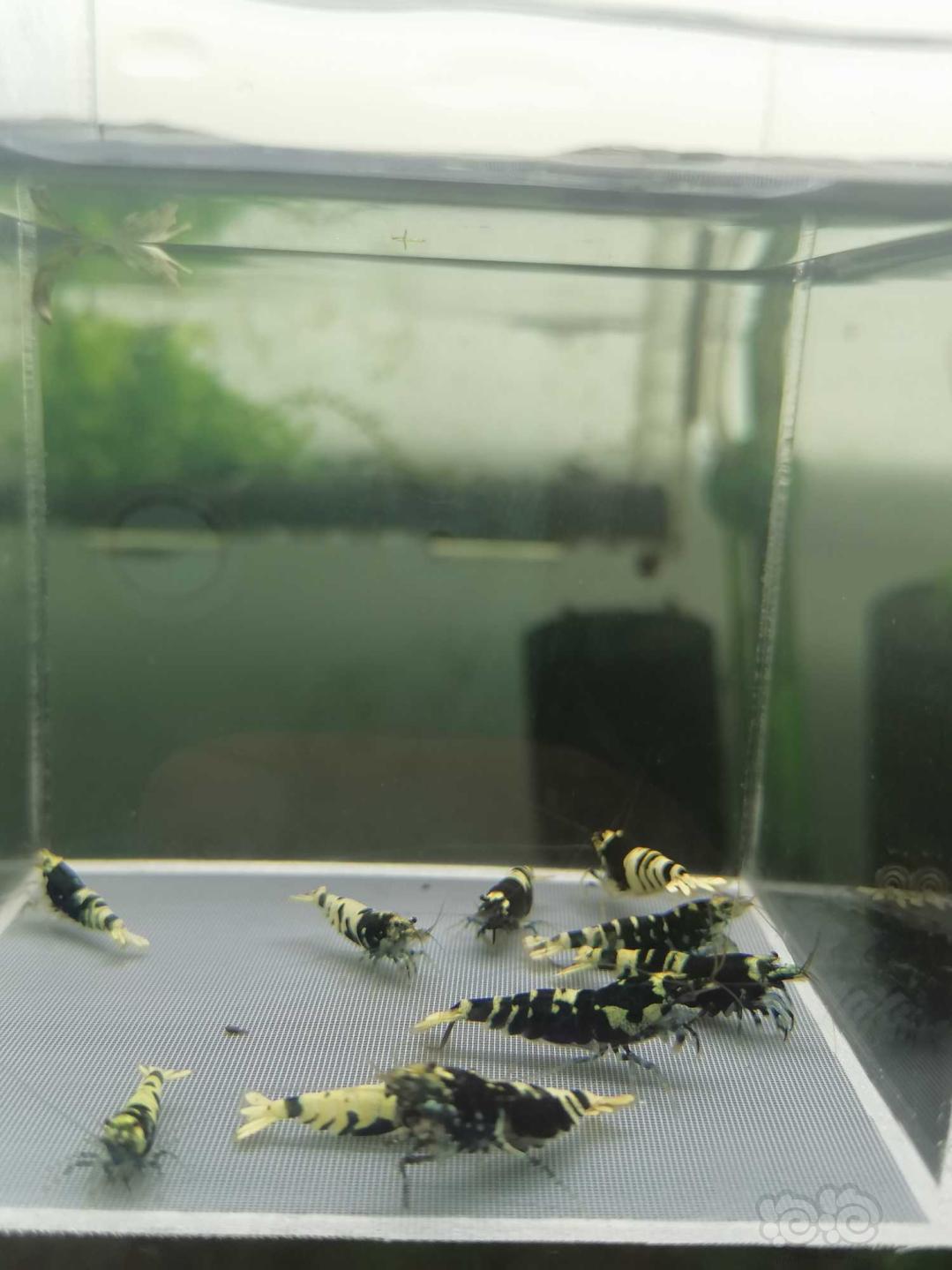 【虾】2020-3-14#RMB拍卖黑虎P繁殖组水晶虾-图1