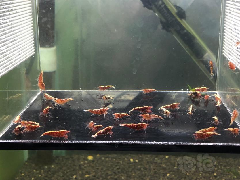 【虾】2020-03-24#RMB拍卖红银河鱼骨淘汰40只-图5