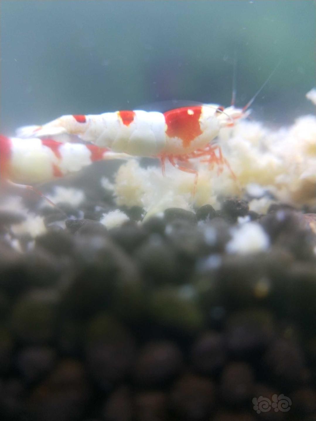 经典系统红白水晶虾，晒晒-图2