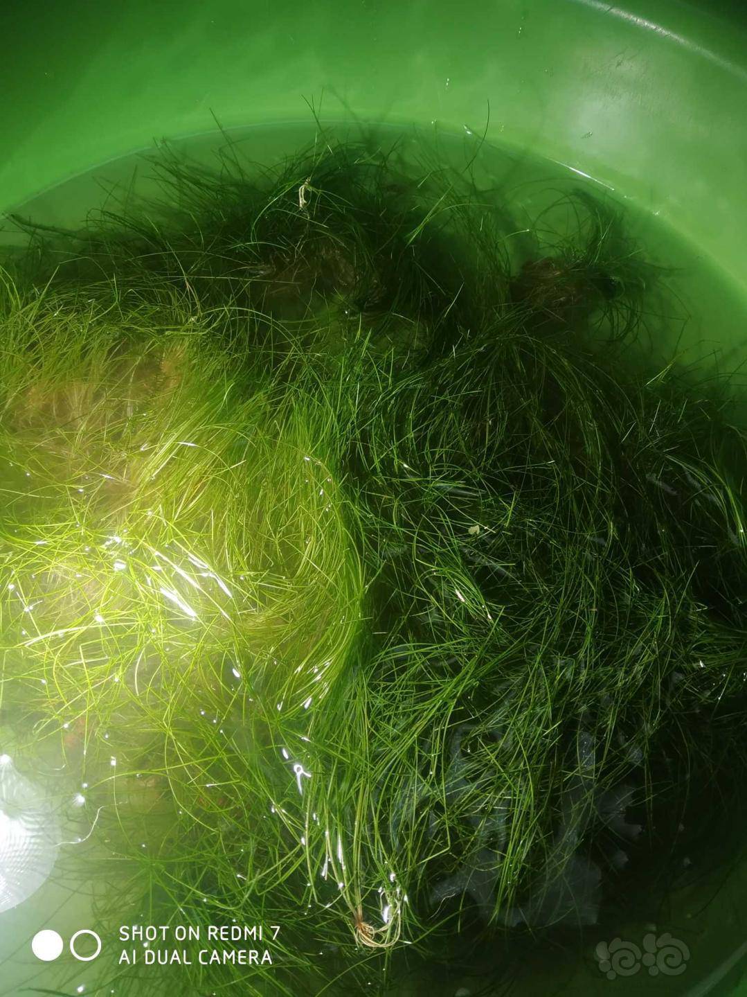 【水草】出翻缸的牛毛水草