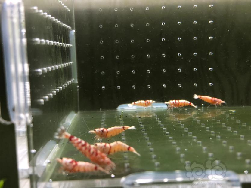【虾】2020-03-19#RMB拍卖太极红花虎10只-图1