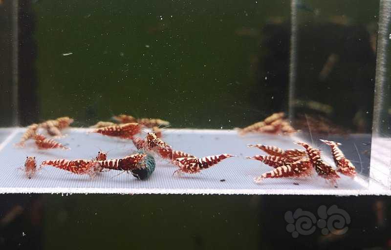 【虾】2020-3-7#RMB拍卖红银河幼虾25只-图1