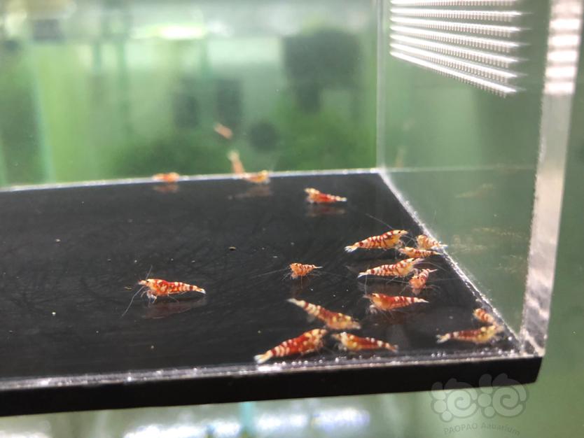 【虾】2020-03-31#RMB拍卖红花虎淘汰小虾20只-图4