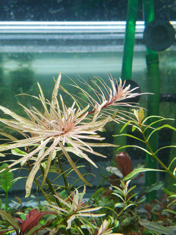 【水草】出白太阳水草