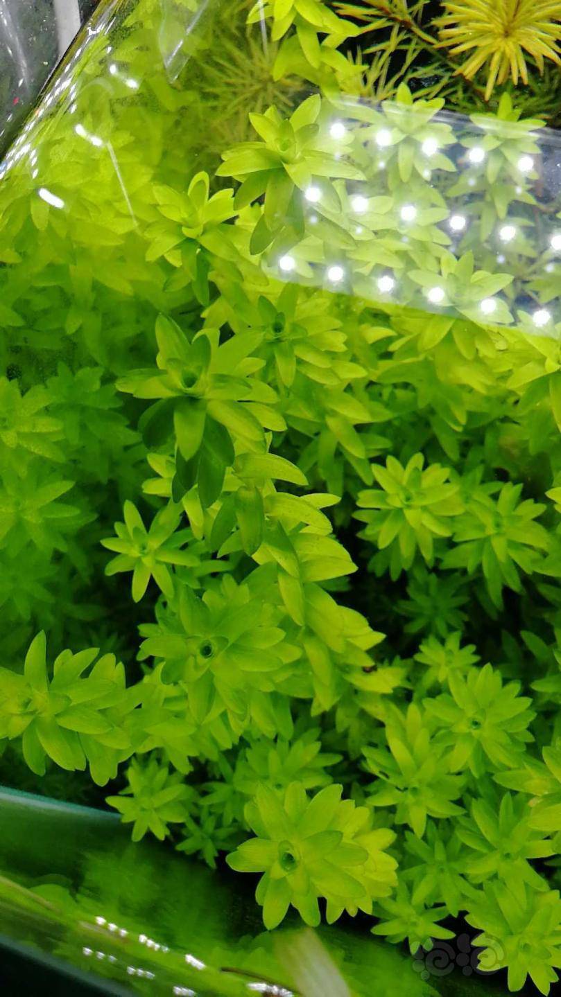 水草草友福利价出小缸荷兰景造景套餐