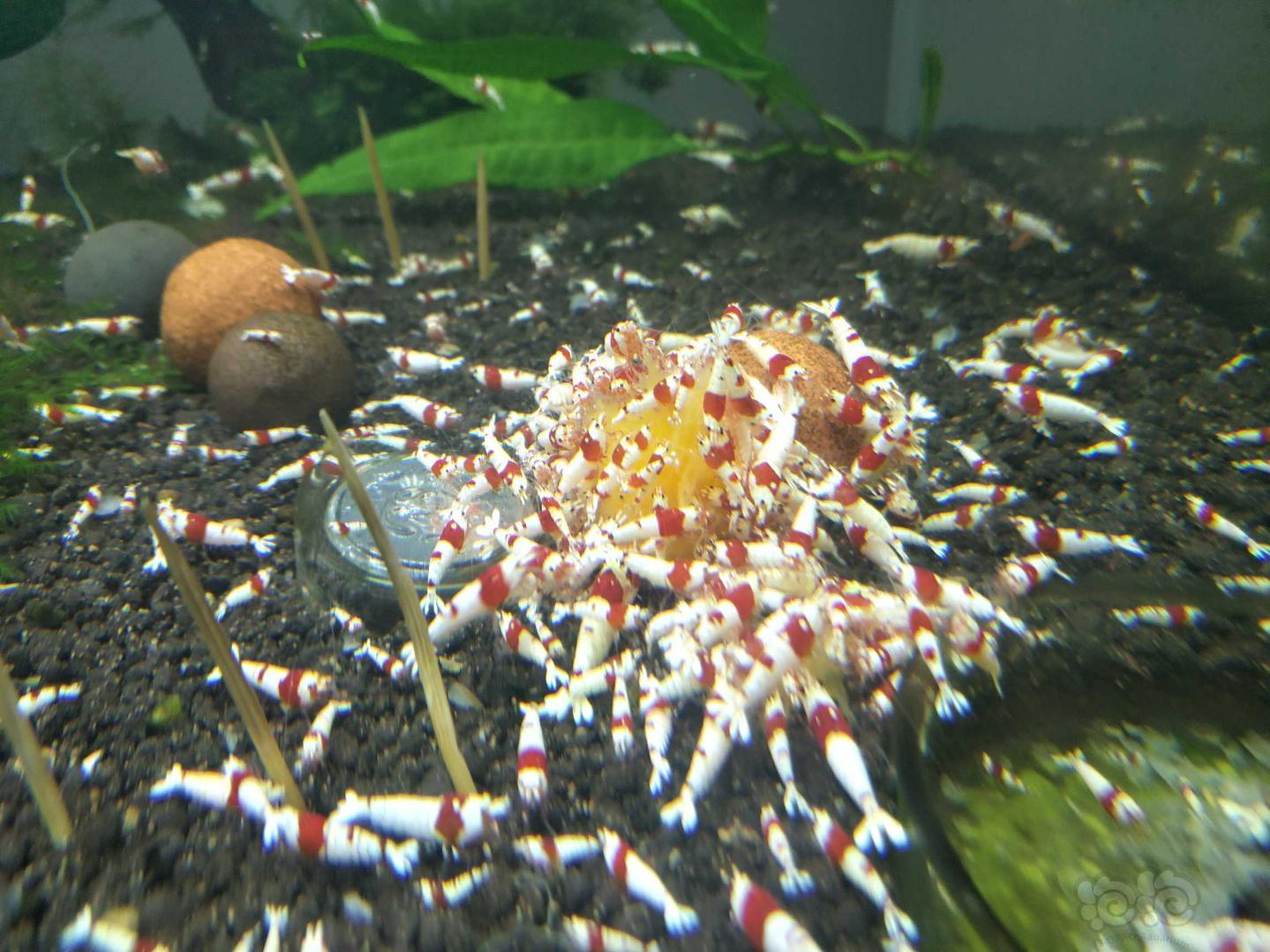 出红白水晶虾-图6