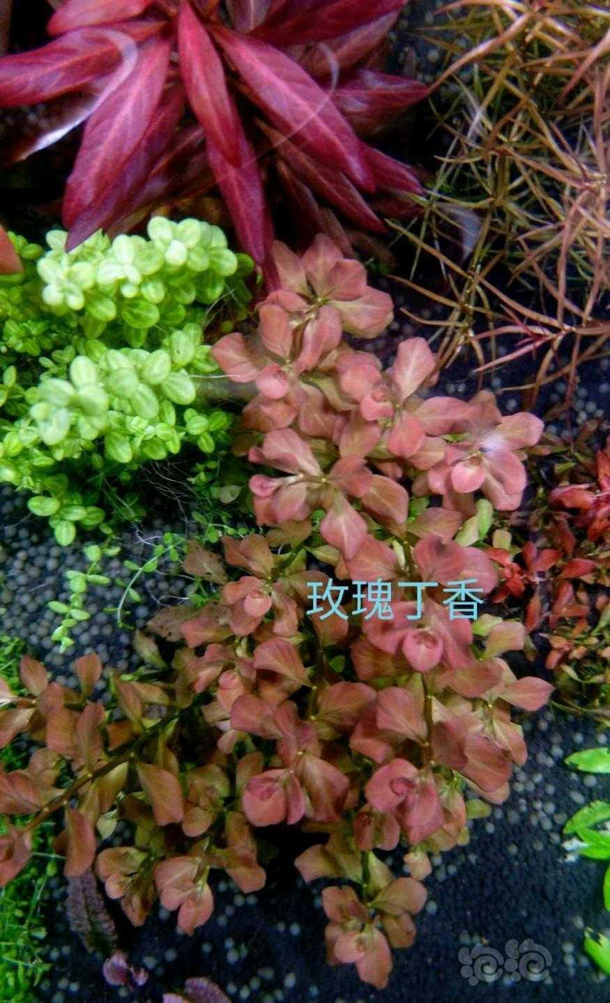 【辣椒榕】出售：自养水草，坐标山东聊城-图2