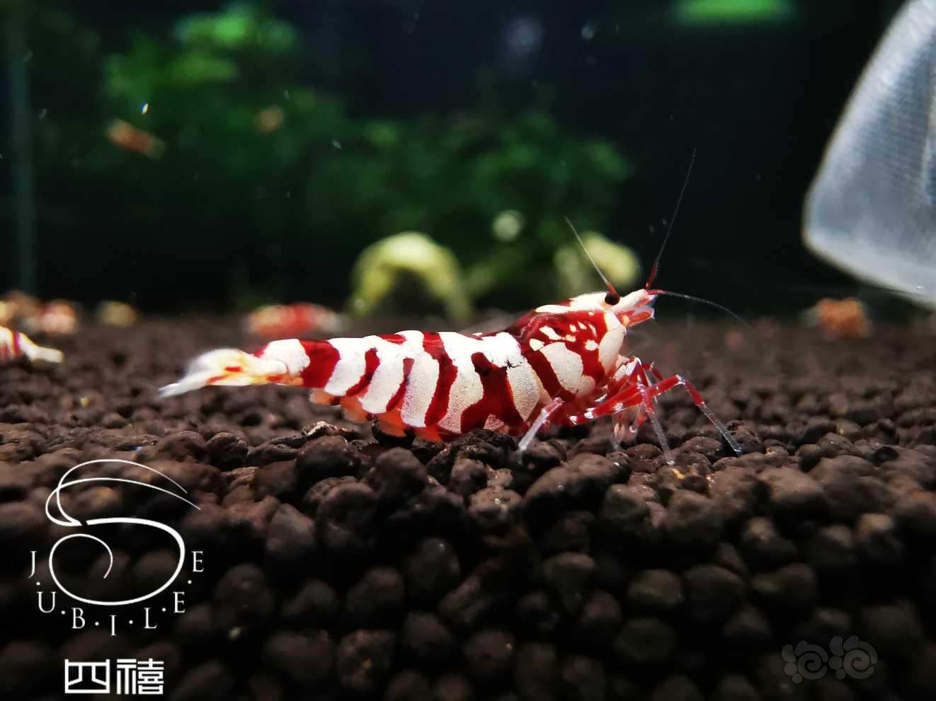 勃艮第红  花虎虾-图7