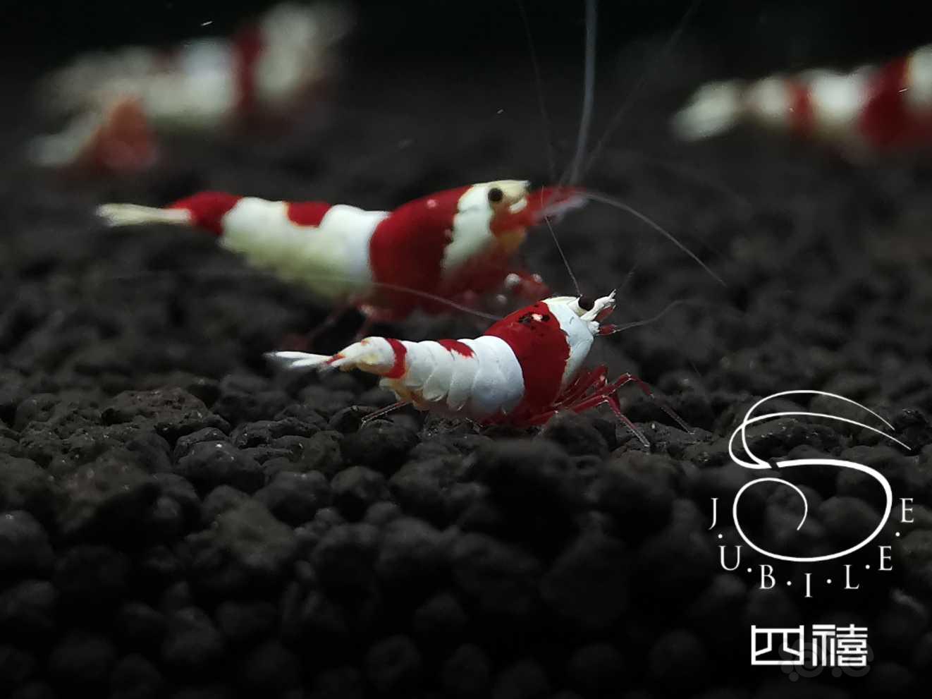【虾】2020-03-11#RMB拍卖系统红白水晶虾小虾两只-图2
