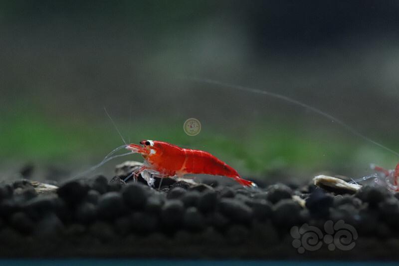 【虾】2020-03-12#RMB拍卖超级红10只。-图1
