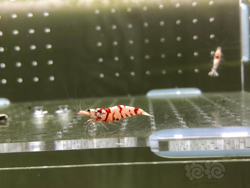 【虾】2020-03-20#RMB拍卖太极花虎公虾10只-图9