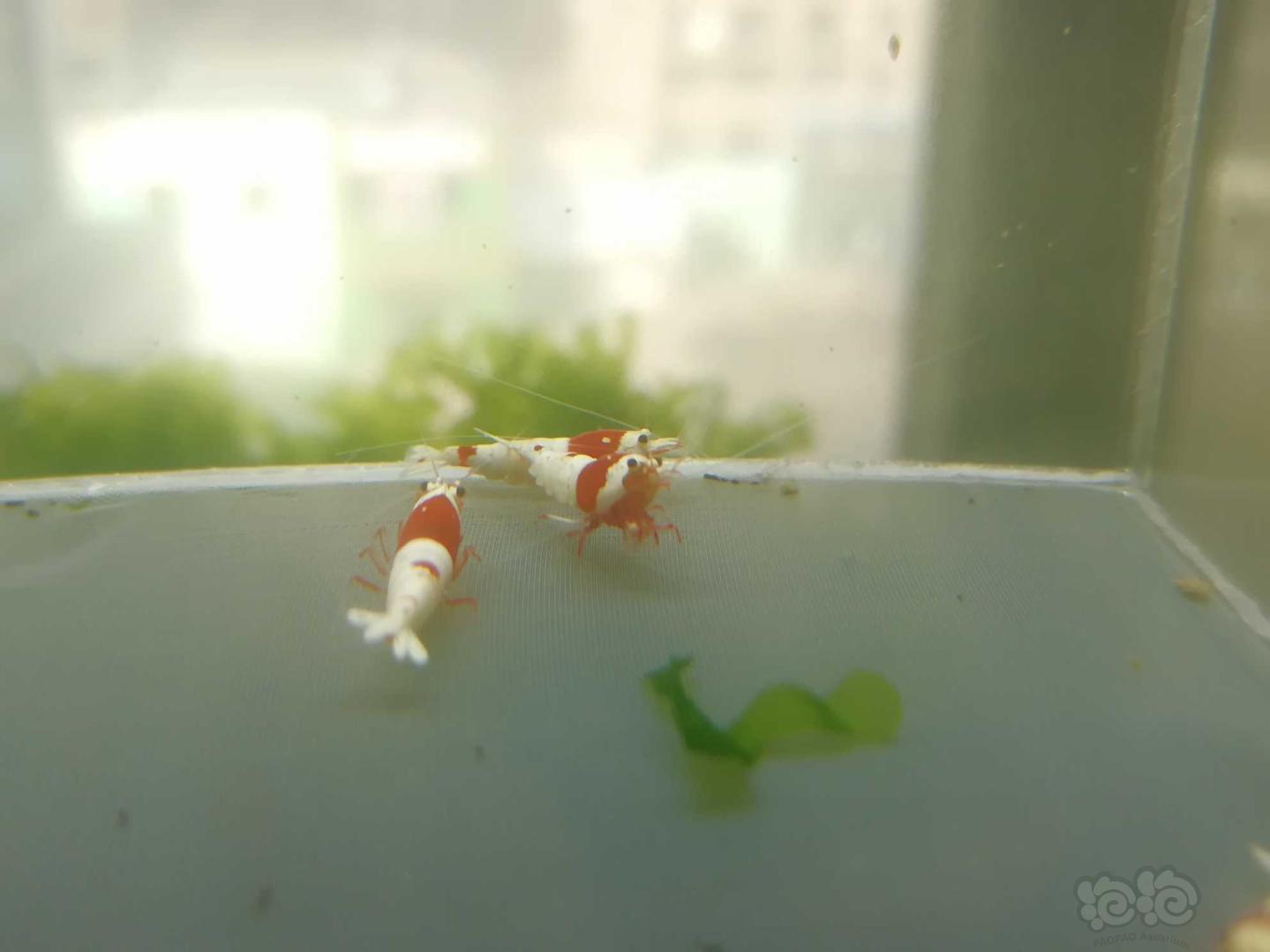 【虾】2020-03-31#RMB拍卖#红白纯血水晶虾一份4只-图2