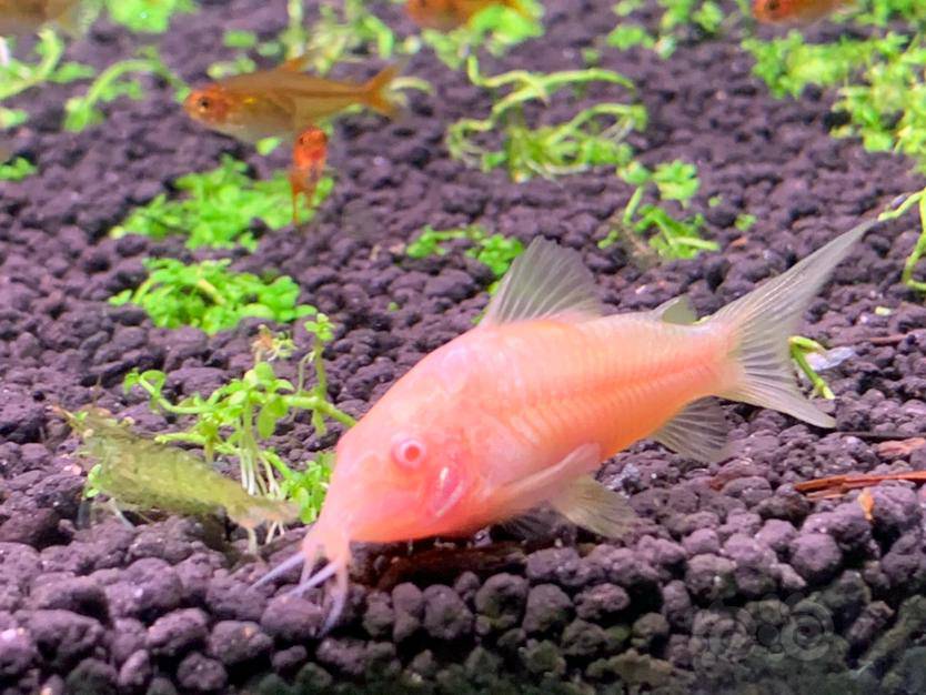 鼠鱼小白鼠小白鼠