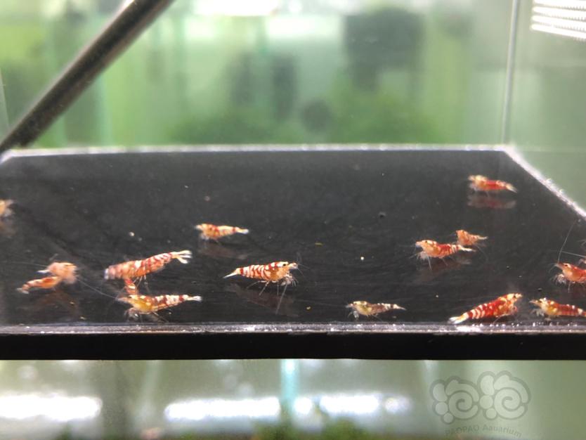 【虾】2020-03-31#RMB拍卖红花虎淘汰小虾20只-图1