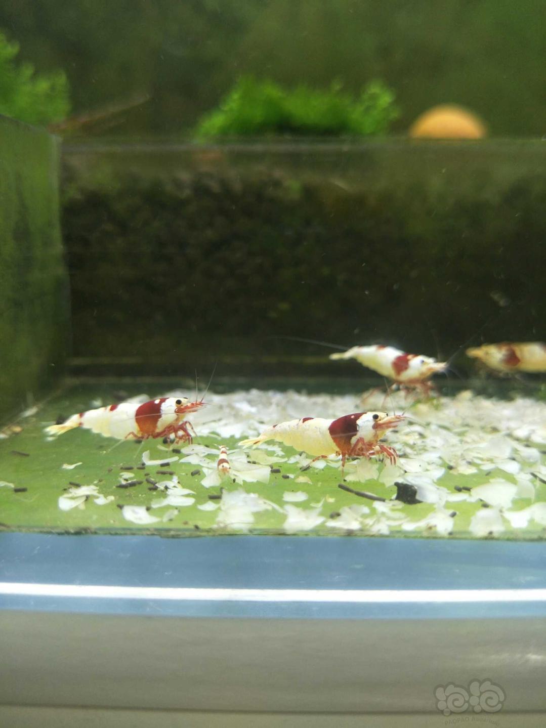 再来一组红白缸里的公虾母虾😊-图2