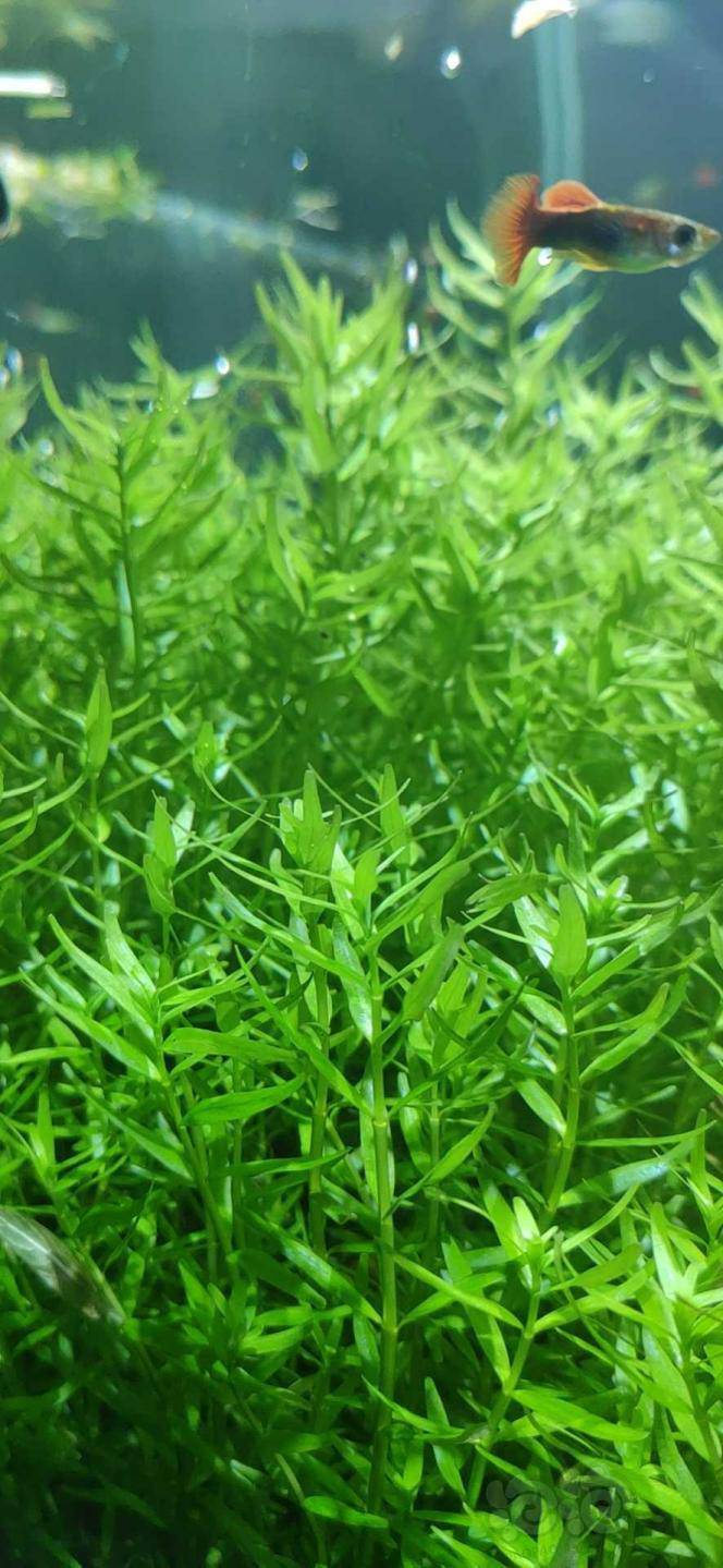 继续绿宫廷需要的看看