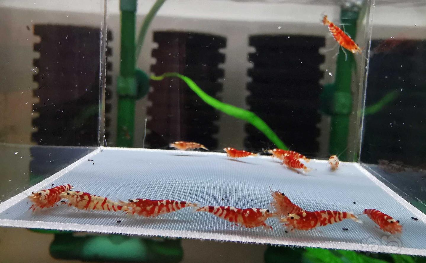 【虾】2020-3-23#RMB拍卖红花虎幼虾12只-图3