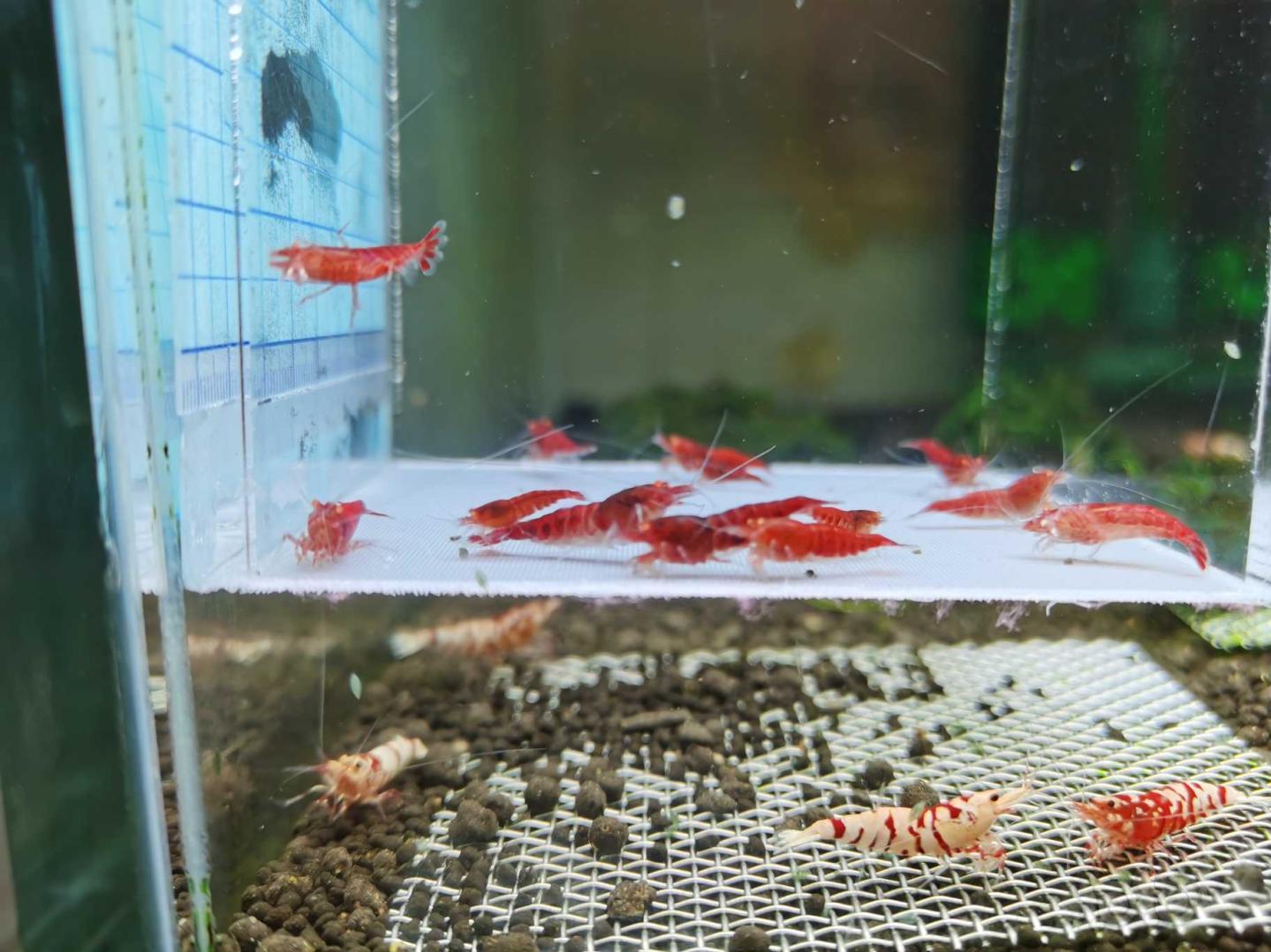 【虾】2020-03-21#RMB拍卖金眼红钻水晶虾-图7