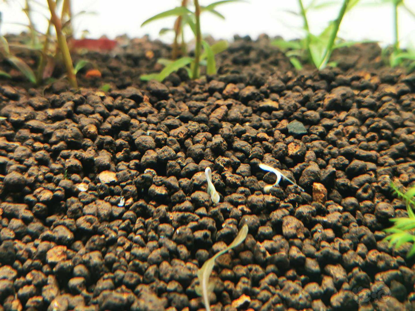 船新发明种子水草可以挂某宝骗新手啦