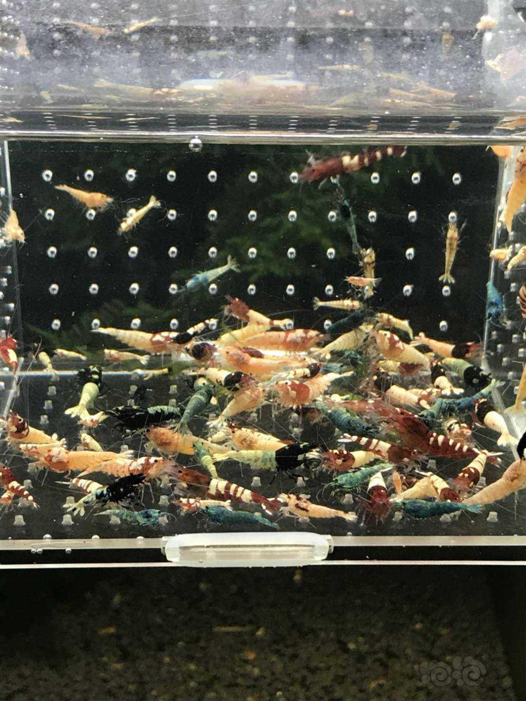 【虾】2020-03-30#RMB拍卖水晶虾一份-图1