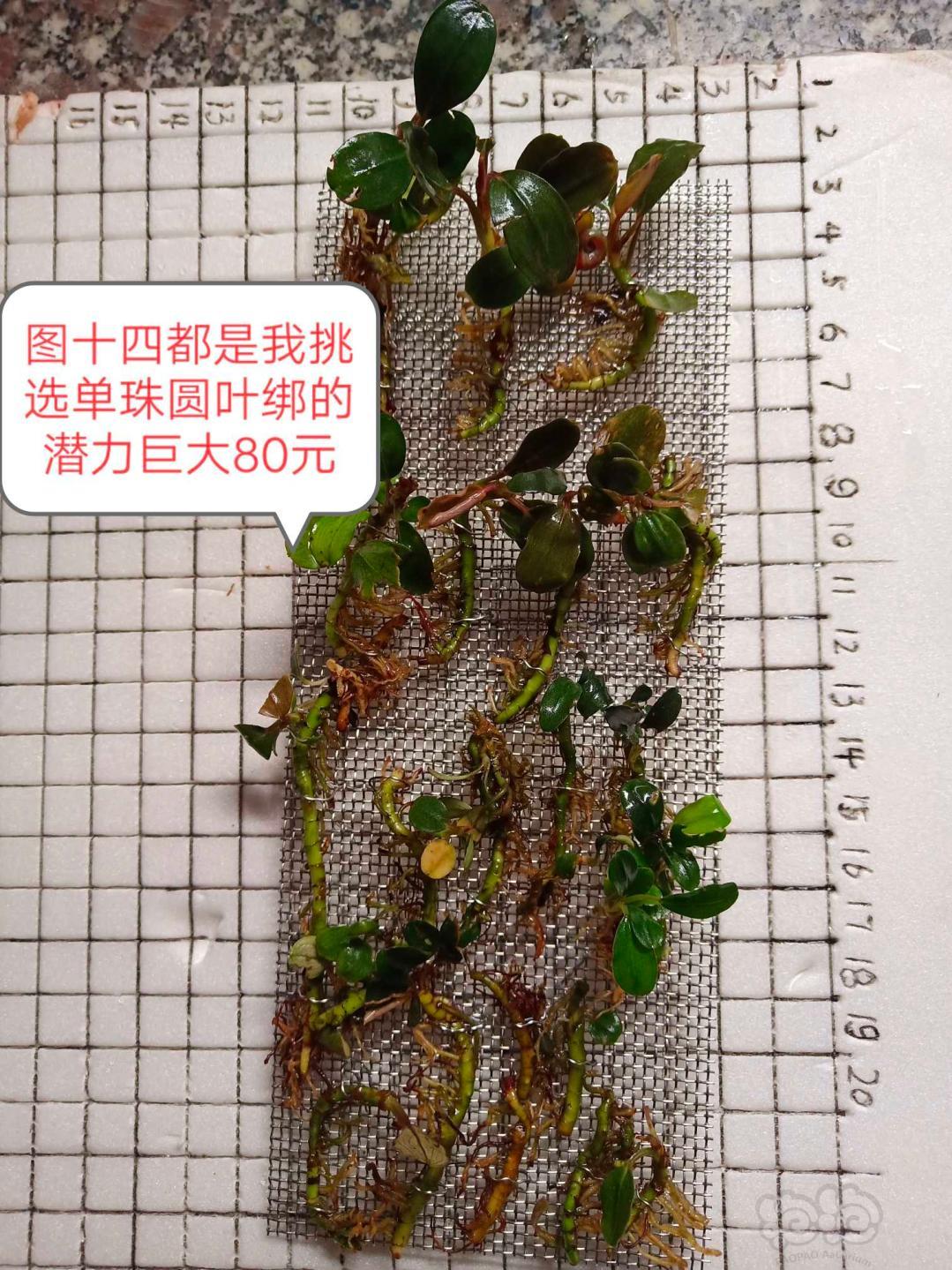 【辣椒榕】出野珠精品水上叶-图14
