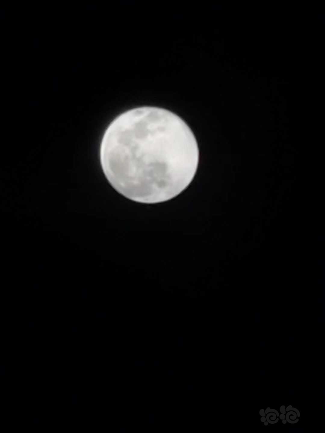昨夜汤圆般的月亮-图3