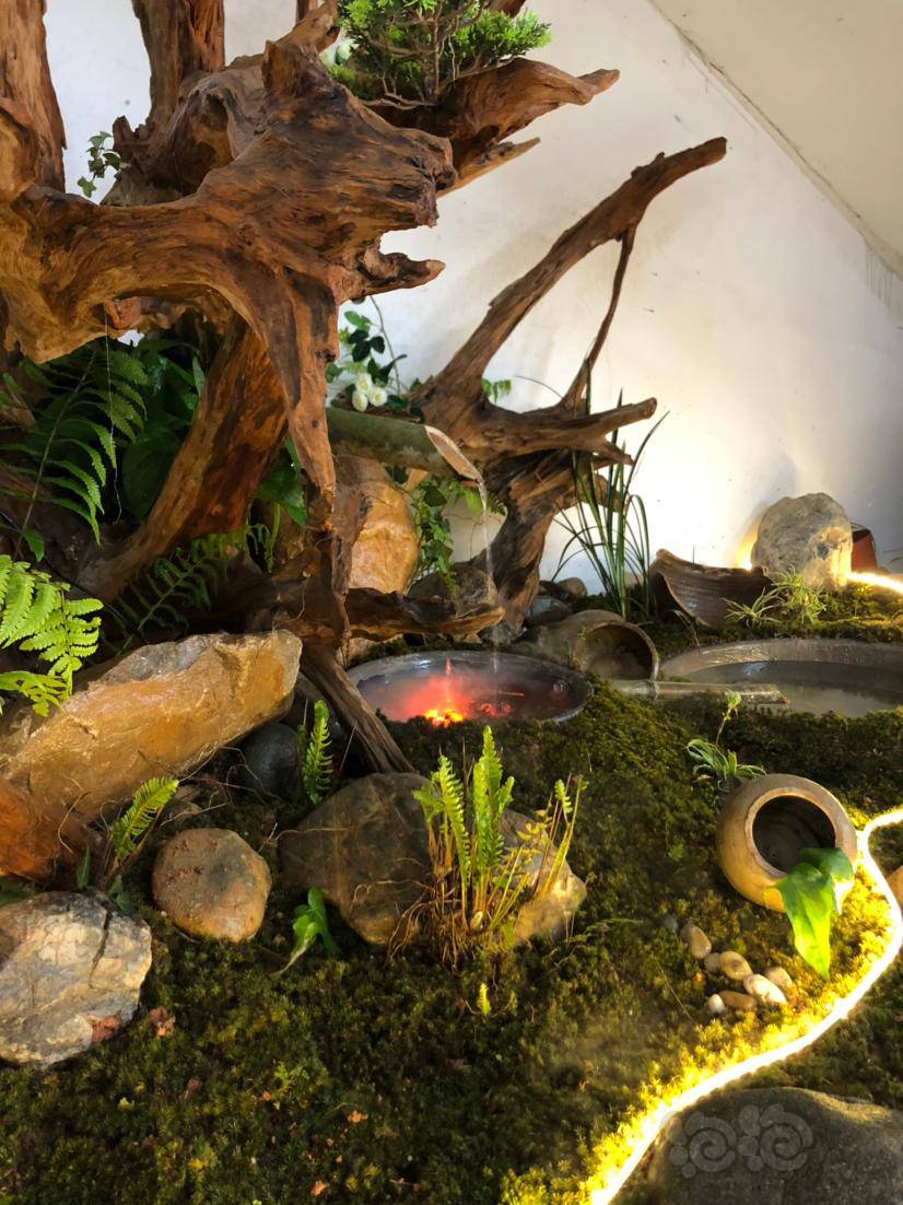 室内造景大自然美