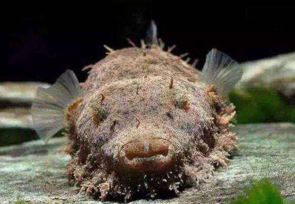 热带鱼毛毛狗头湄公河狗头