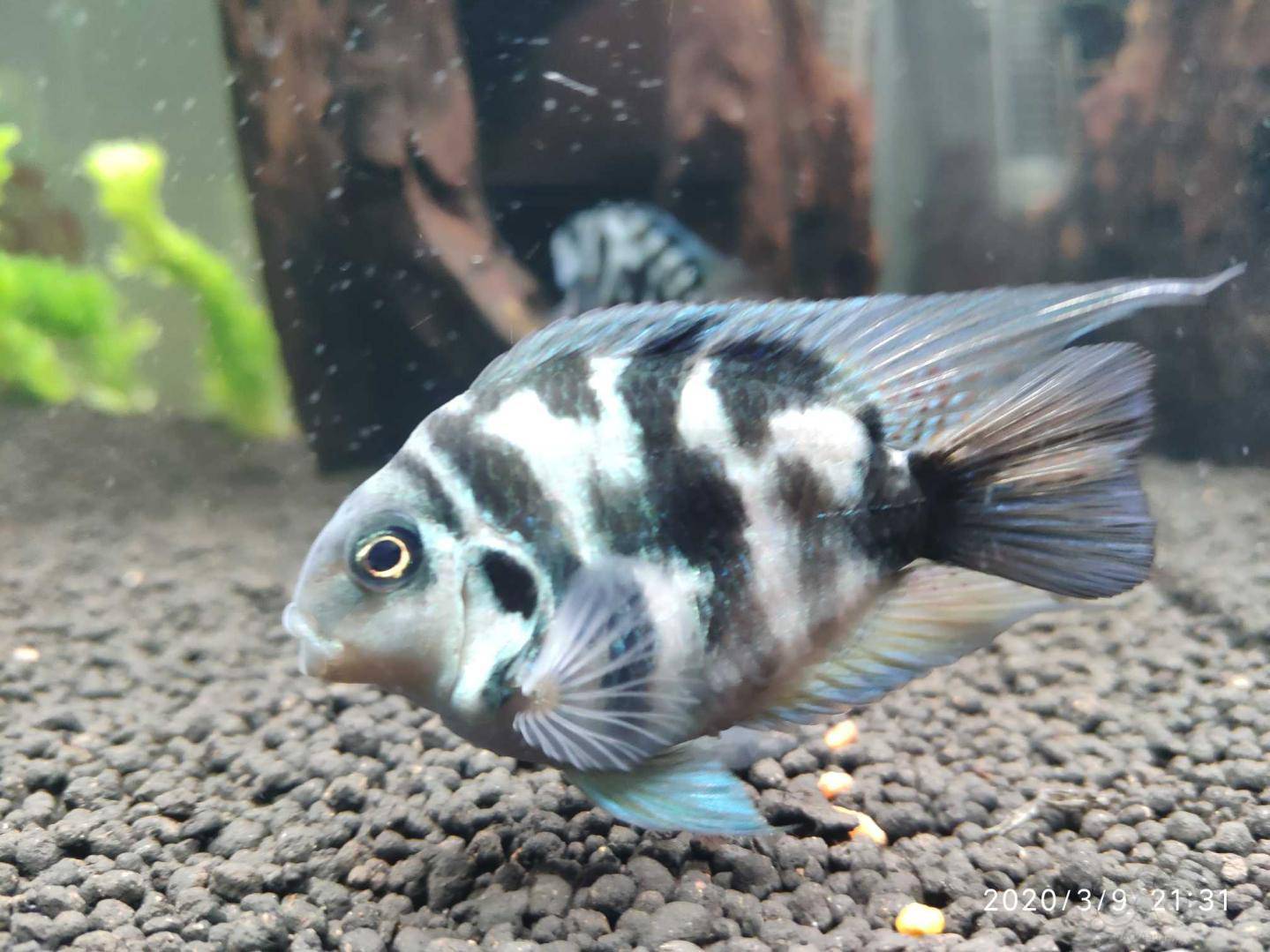 其它标准的迷你鹦鹉公母鱼