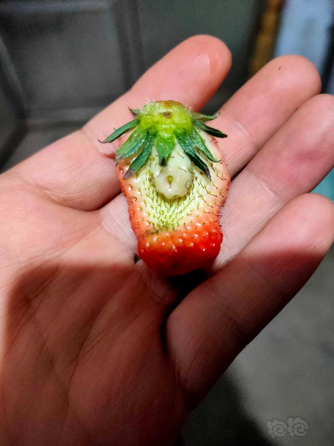这个草莓如此个性-图1