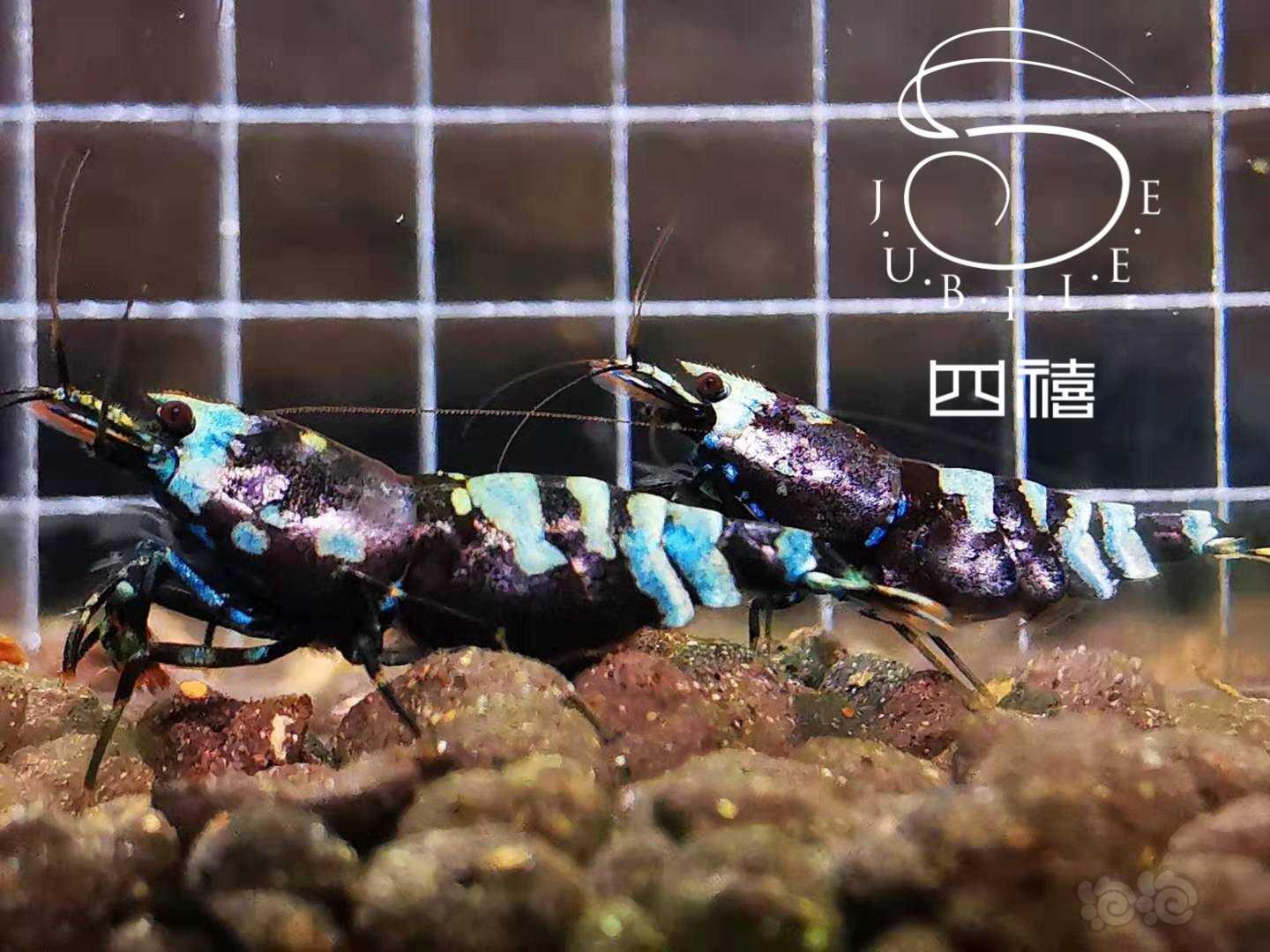 金属紫虎p虾-图3