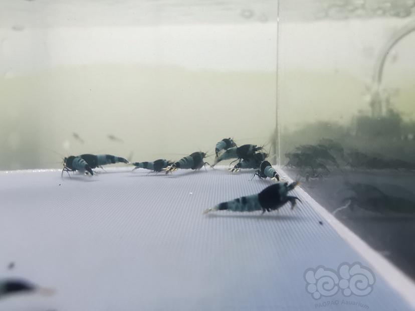 【虾】2020-03-14#RMB拍卖宝石蓝化黑金刚禁止一份15只-图1
