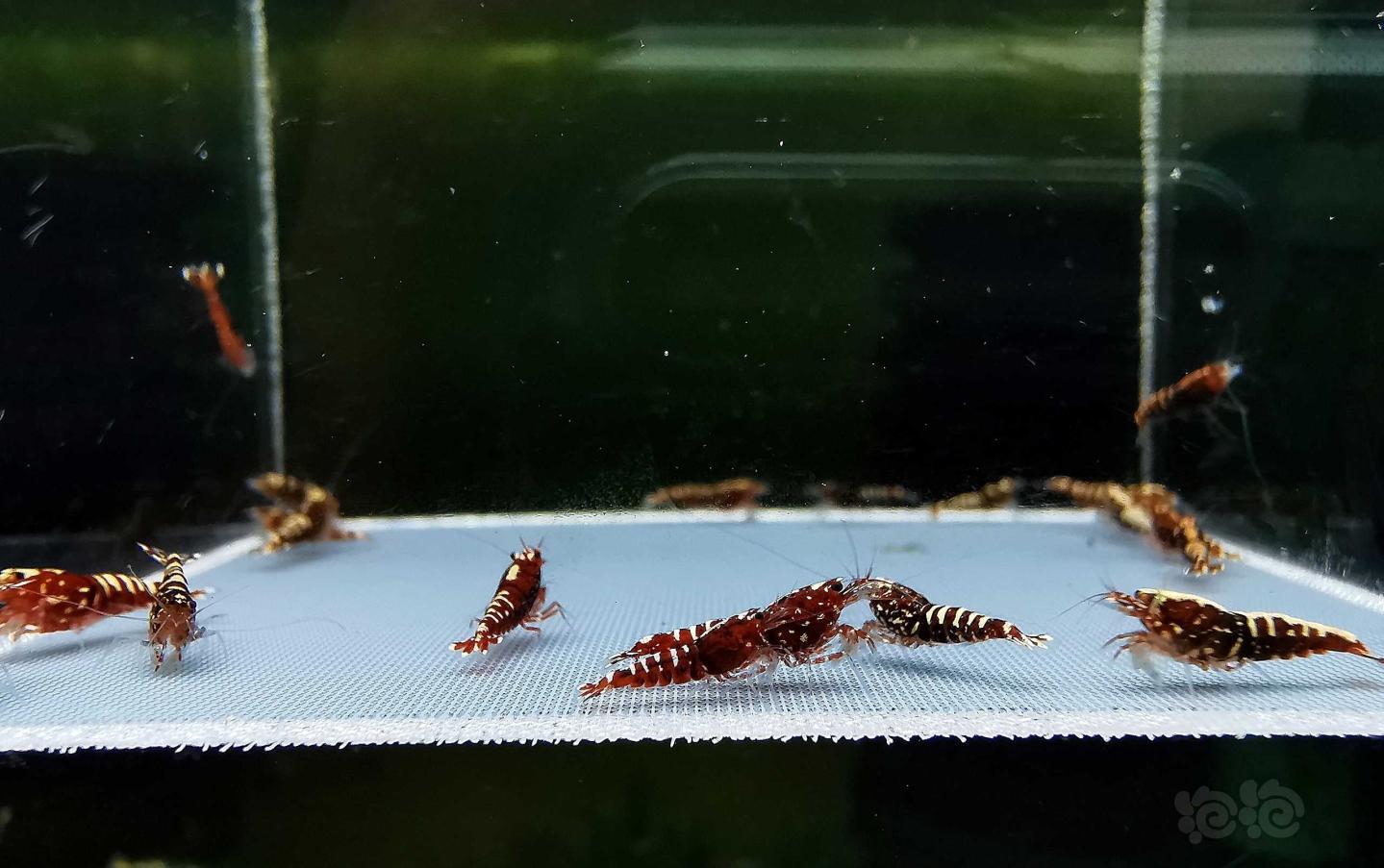 【虾】2020-3-26#RMB拍卖红银河幼虾20只-图1