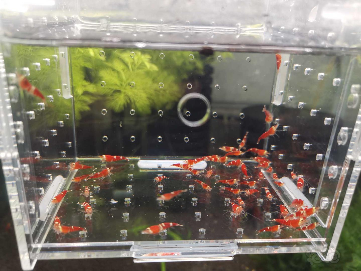 【虾】2020-03-16#RMB拍卖#圣诞索型水晶虾一份45只-图3