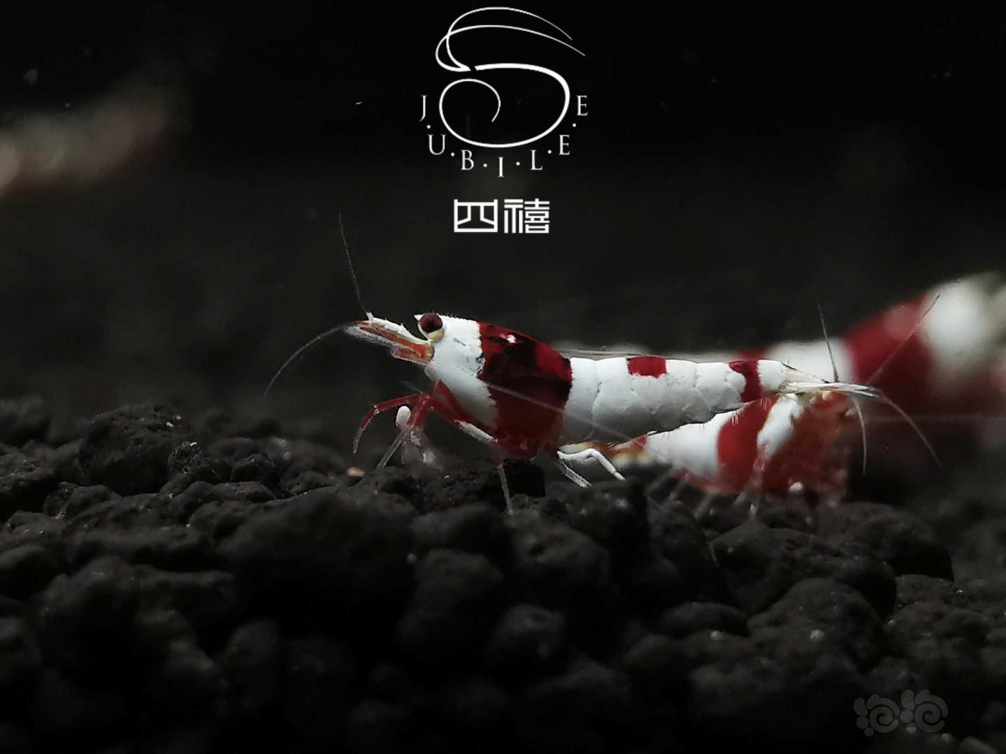 【虾】2020-03-11#RMB拍卖系统红白水晶虾小虾两只-图1