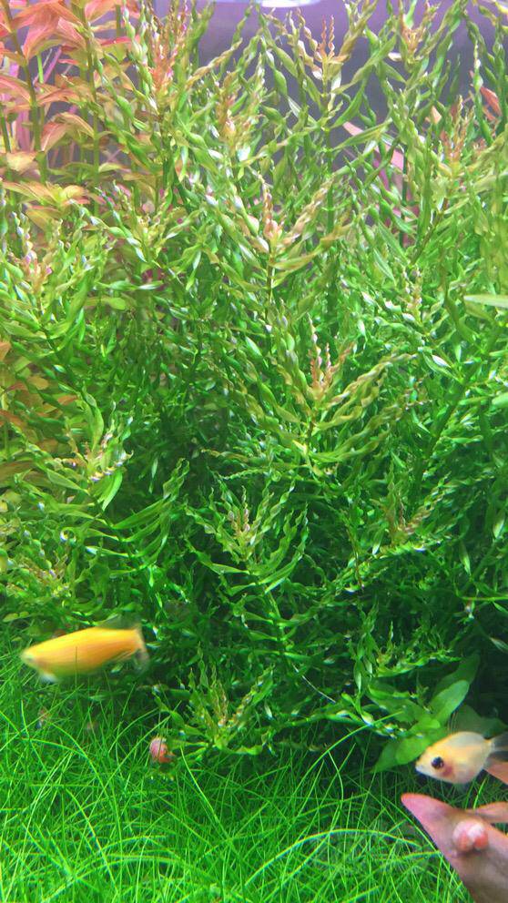 粉虎耳10南美小圆叶20乌苏里20红玫瑰连根拔7螺旋烟花20紫红丁香10