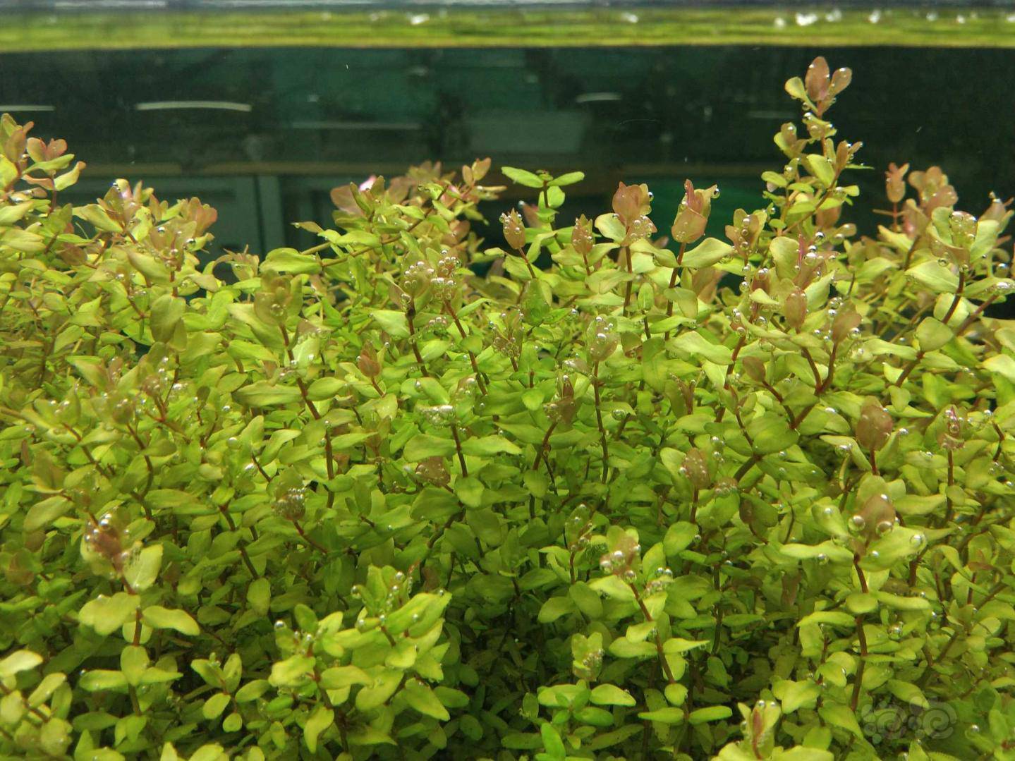 水草交易 出迷你绿蝴蝶                 三毛钱棵  徐州发货  邮费