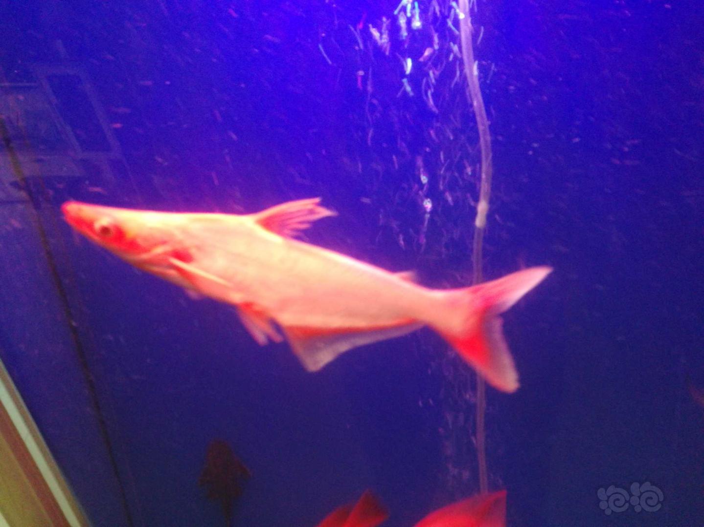 【鲶鱼】红版大白鲨大家见过吗？30元从济宁买的一条-图3