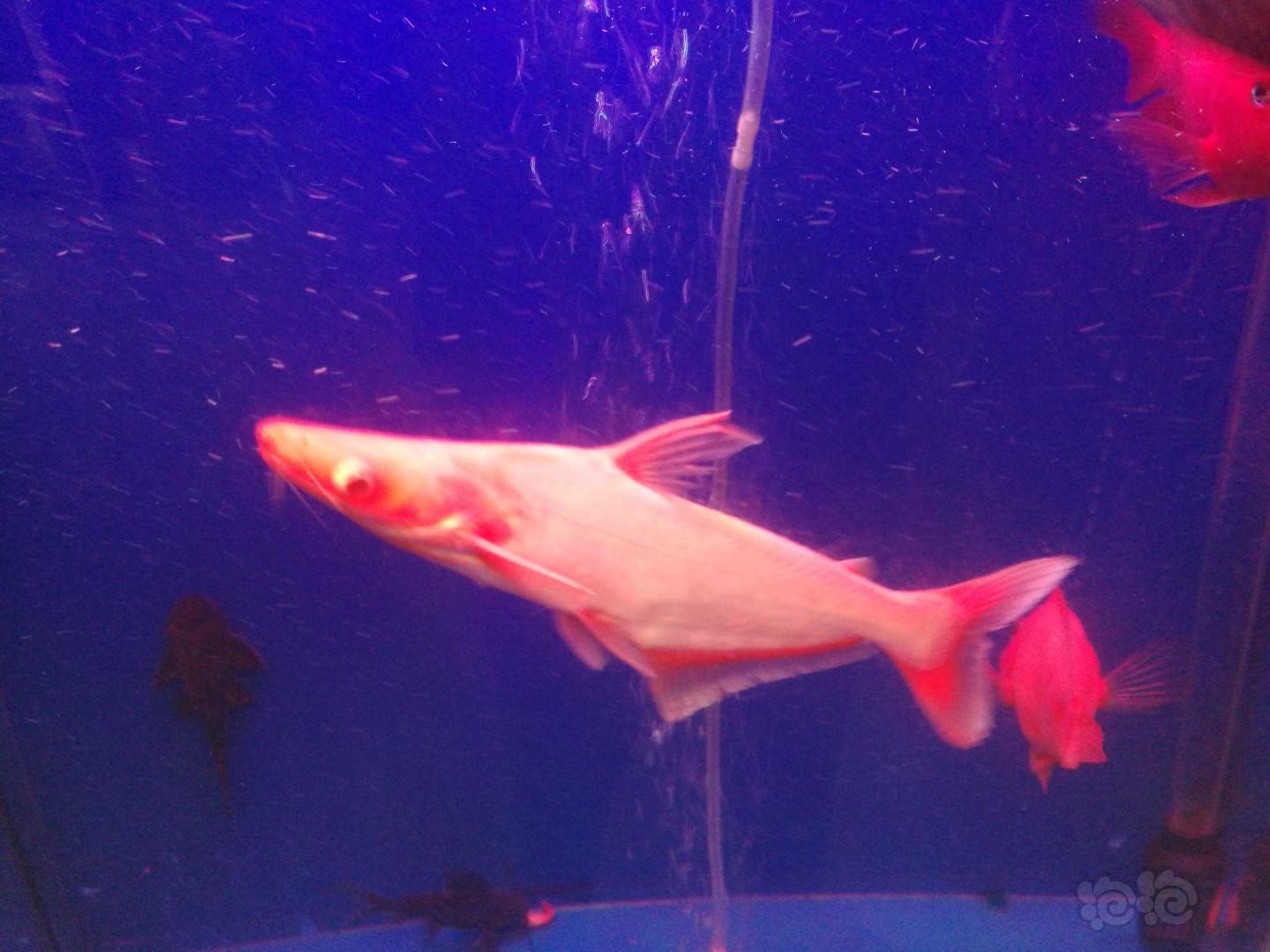 【鲶鱼】红版大白鲨大家见过吗？30元从济宁买的一条-图2