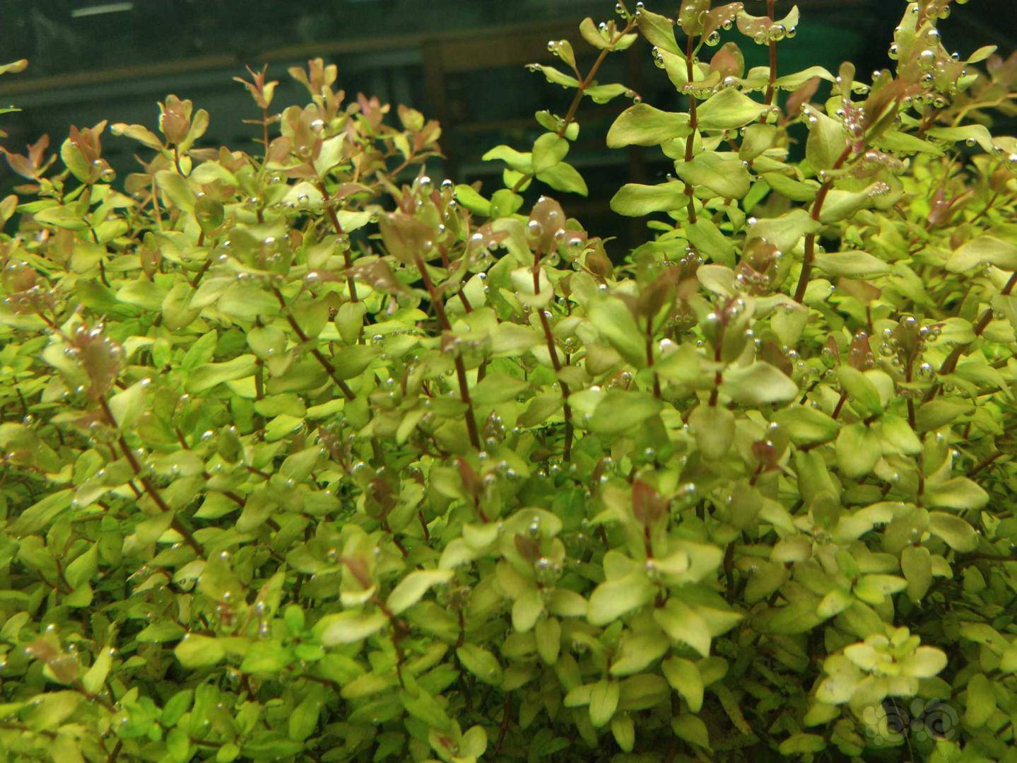 水草交易 出迷你绿蝴蝶                 三毛钱棵  徐州发货  邮费