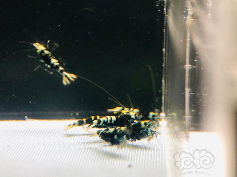 【虾】2020-4-29#RMB拍卖一份黑虎P一组-20只-图5