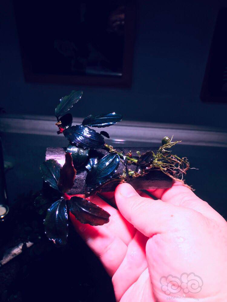 试出辣椒榕 雅典娜 野株