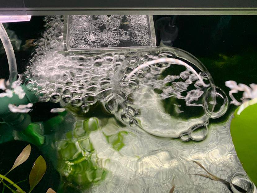 这水妖精吹出来的小泡怎么会在水面汇合成一个大泡 然后砰一声炸开 泡泡水族
