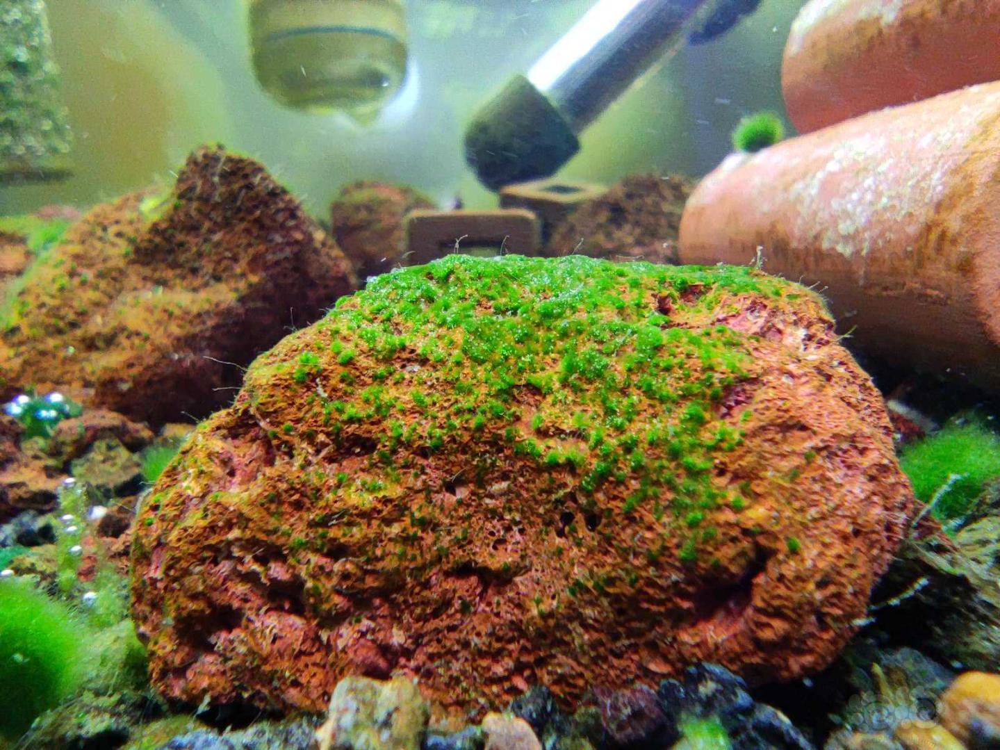 有藻啦，棉藻已经干掉，但是短绒过于稀少。所以准备放些浮萍维持水质。-图1