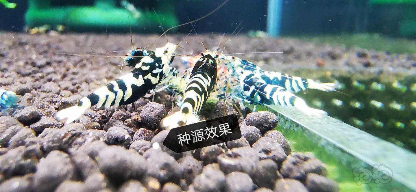 【虾】2020-04-17#RMB拍卖银河虎4只-图5